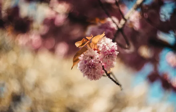 Leaves, flowers, cherry, blur, branch, spring, Sakura, pink