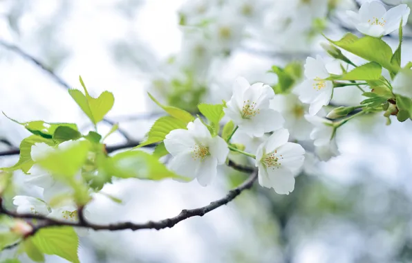 Leaves, light, flowers, branches, spring, Sakura, gentle, white