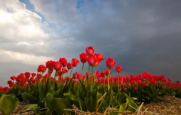 Picture field, the sky, nature, tulips