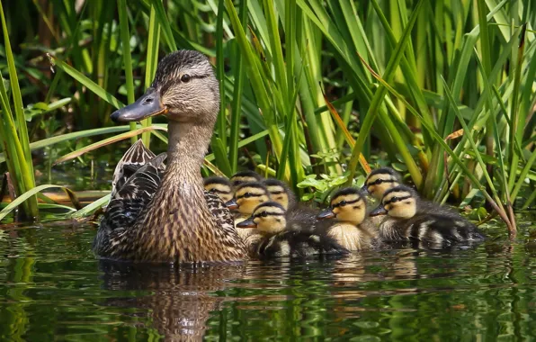Ducklings, mom, duck, brood