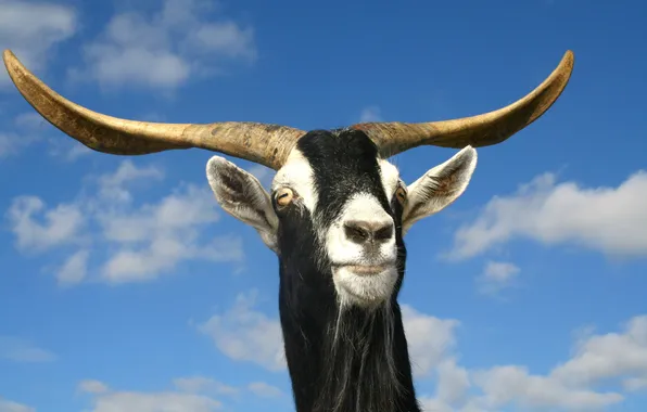 Picture the sky, clouds, goat, horns, Horny