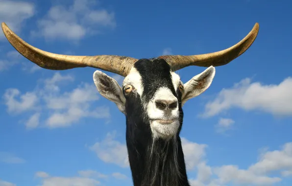 The sky, clouds, horns, Horny, goat