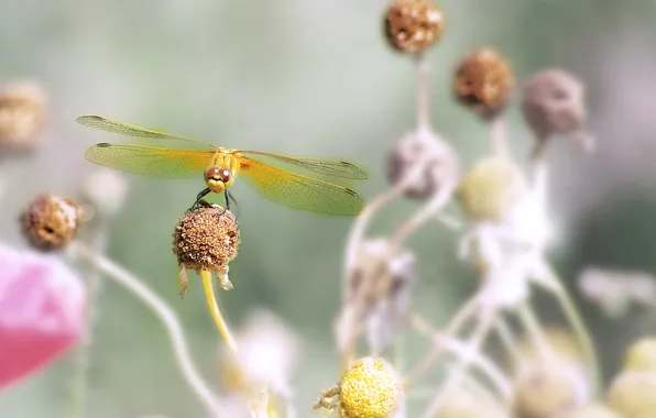 Macro, flowers, dragonfly, insect