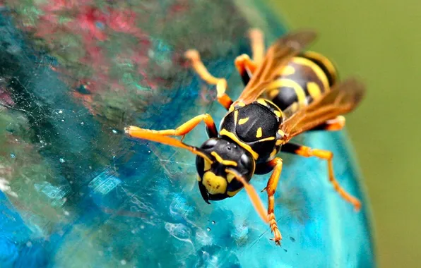 Nature, OSA, wings, legs, insect