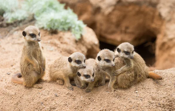 Sand, meerkats, family, cubs
