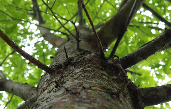 Leaves, trees, branches, trunk