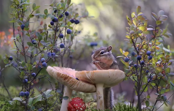 Picture nature, berries, mushrooms, mushroom, Chipmunk, animal, rodent, dove