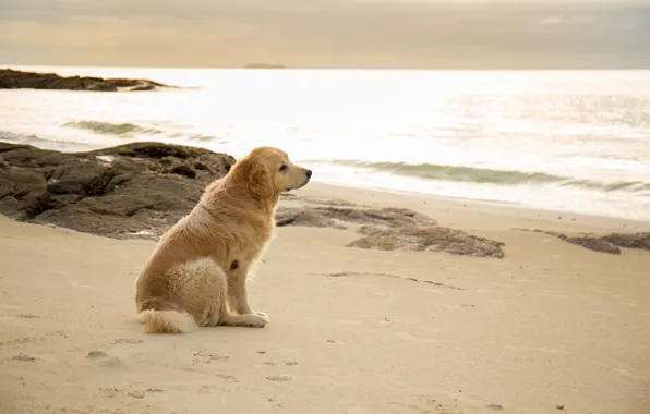 Sand, sea, beach, summer, dog, summer, golden, Labrador