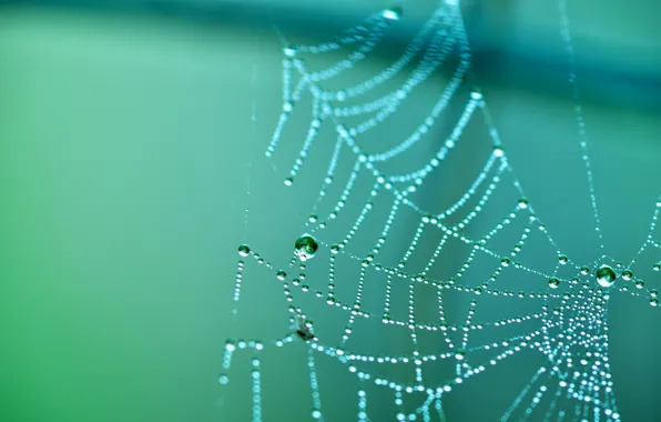 Macro, web, droplets of water