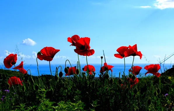 Picture sea, the sky, flowers, mountains, Maki