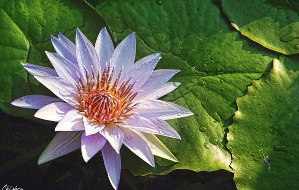 Drops, pink, petals, Nymphaeum, water Lily