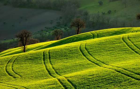 Picture field, landscape, morning