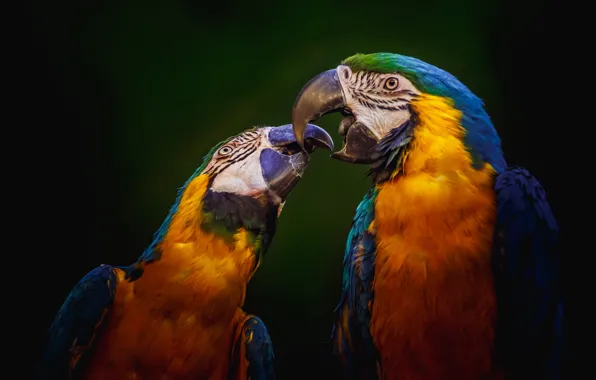 Birds, parrot, parrots, black background, a couple, Ara, two parrots