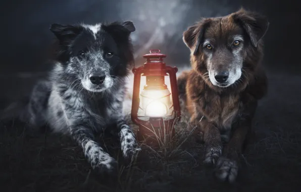 Dogs, look, light, nature, glade, portrait, dog, the evening