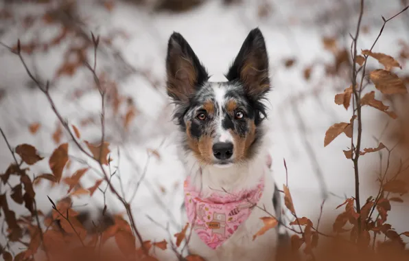 Winter, autumn, look, snow, branches, nature, pose, foliage