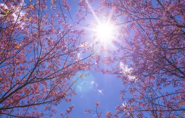 Picture the sky, the sun, branches, spring, Sakura, sunshine, flowering, pink