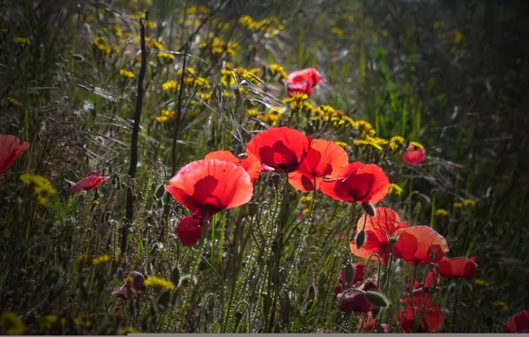 Field, grass, light, flowers, Maki, the evening, meadow