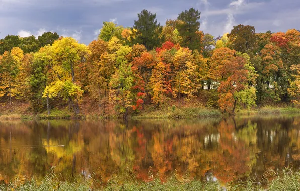 Autumn, leaves, trees, river, yellow, Saint Petersburg, Russia, Pavlovsk