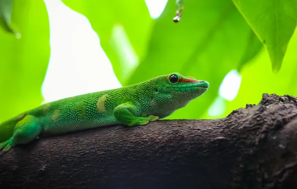 Leaves, nature, tree, branch, lizard, reptile