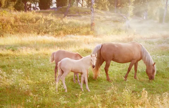 Picture horse, glade, horse