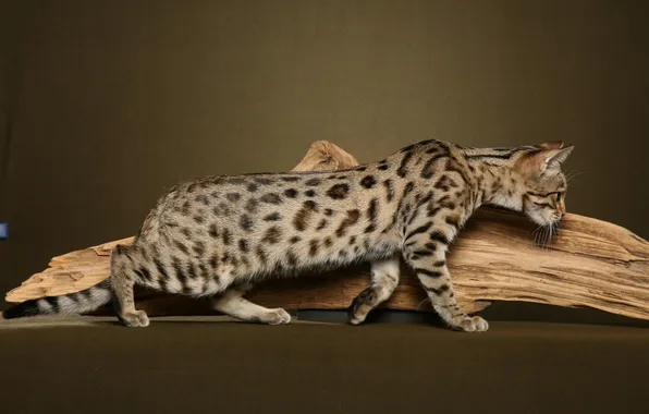 Cat, cat, log