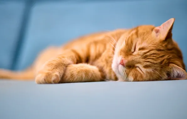 Cat, cat, face, pose, sofa, sleep, red, sleeping