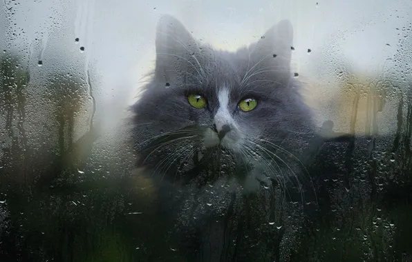 Cat, cat, look, glass, drops, pose, grey, rain