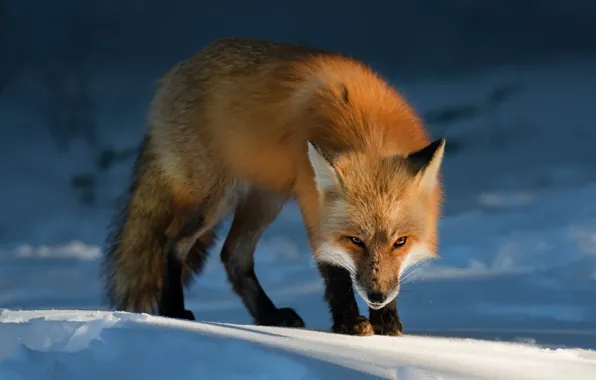 Picture winter, Fox, evil, Fox, evil, squint