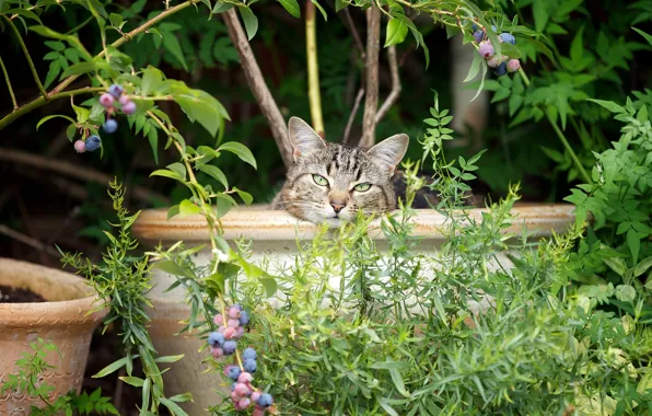 Berries, muzzle, pot