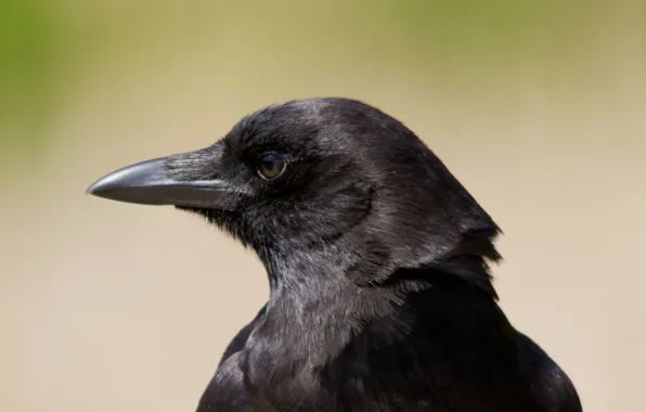 Look, Bird, profile, Raven, bird, raven