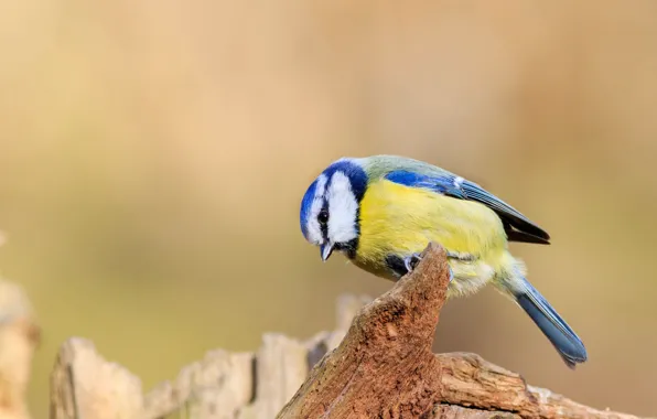 Look, background, bird, the fence, bird, titmouse, tit, bitch