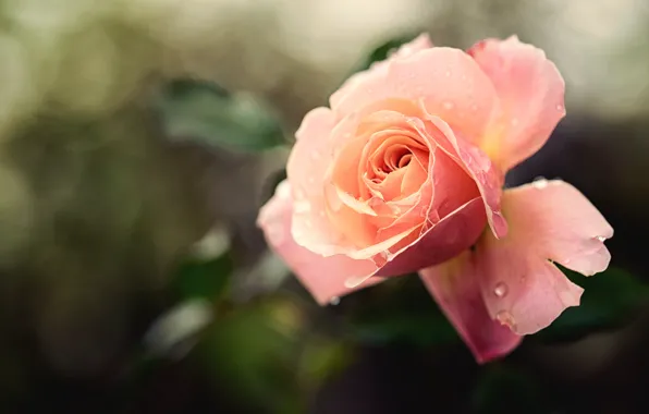 Flower, drops, flowers, Rosa, background, rose, Bud, blurry