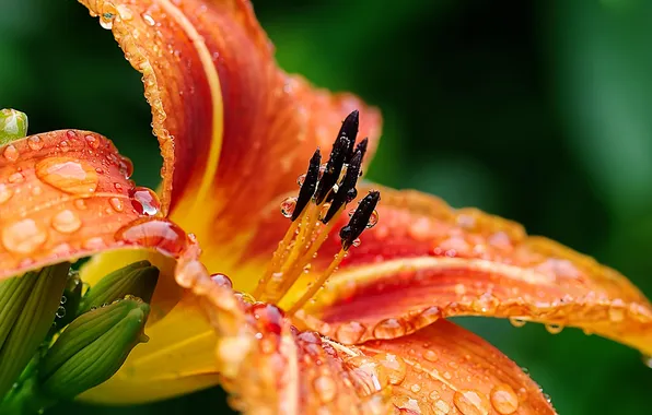 Flower, drops, macro, Lily, orange, green background, daylilies