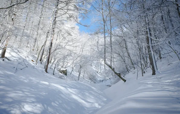 Winter, frost, forest, the sky, light, snow, trees, branches