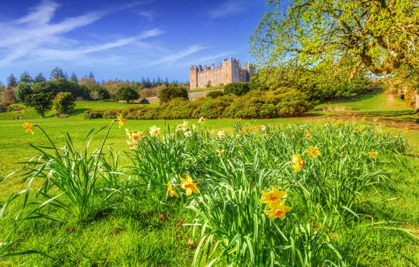 Greens, field, trees, flowers, castle, England, Sunny, the bushes