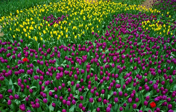 Yellow, purple, tulips, colorful, a lot