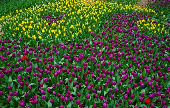 Purple, yellow, tulips, colorful, a lot