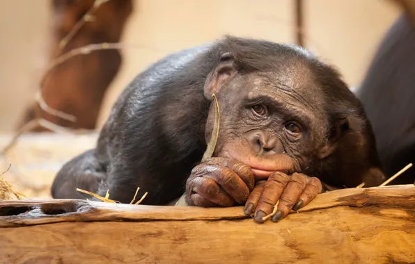 Sadness, animals, monkey, bonobos