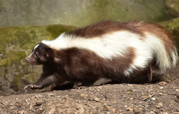 Animal, mammal, brown and white skunk on brown sand, brown white