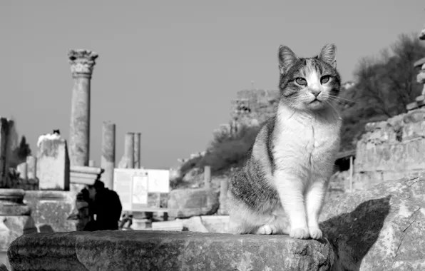 Cat, cat, black and white, the ruins, monochrome, Turkey, cat, Ephesus