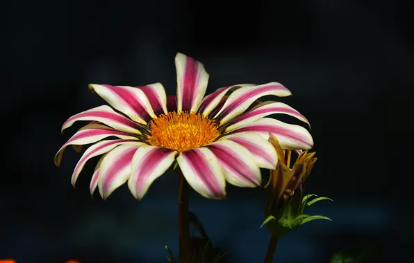 Picture flower, colors, petals, Flower