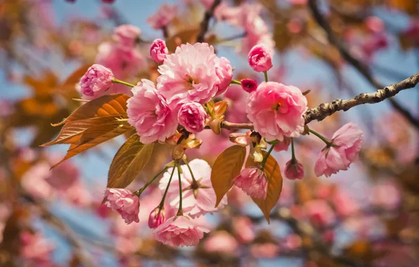 Picture trees, garden, nature, flower, cherry, spring, branches, pink