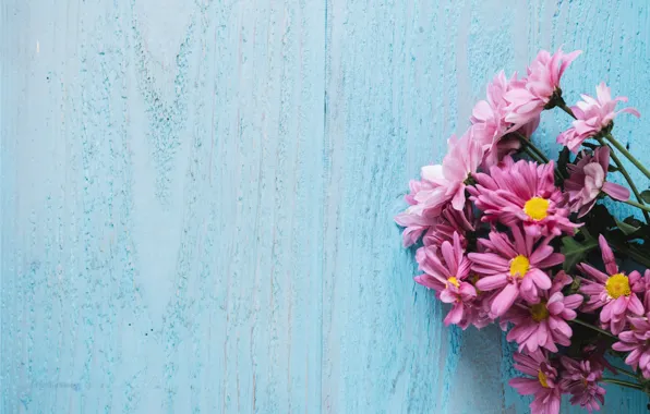 Flowers, background, chrysanthemum, wood, pink, flowers, spring