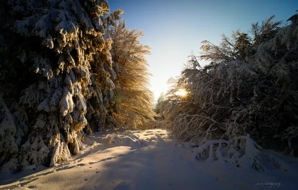 Picture winter, forest, the sun, rays, light, snow, glare, Germany