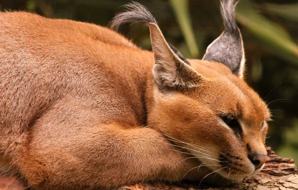 Lynx, ears, Caracal, lying on the ground
