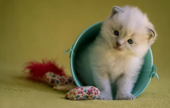 Picture cat, background, toy, fluffy, bucket, kitty, blue-eyed, lupul