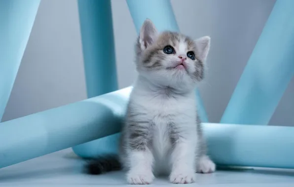 Cat, look, kitty, baby, muzzle, columns, sitting, blue background