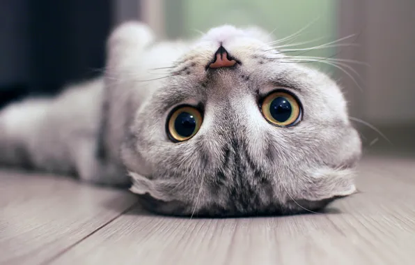 Cat, eyes, cat, look, pose, grey, Board, fold