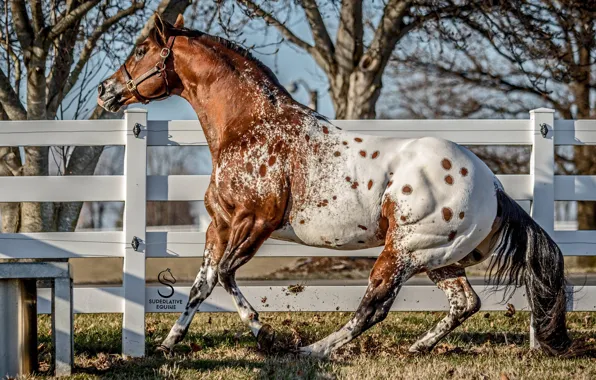 Picture beauty, the fence, horse