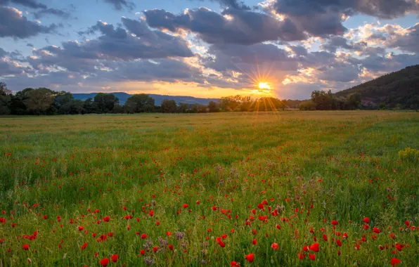 Picture red, flowers, rays, summer, trees, dawn, forest, field